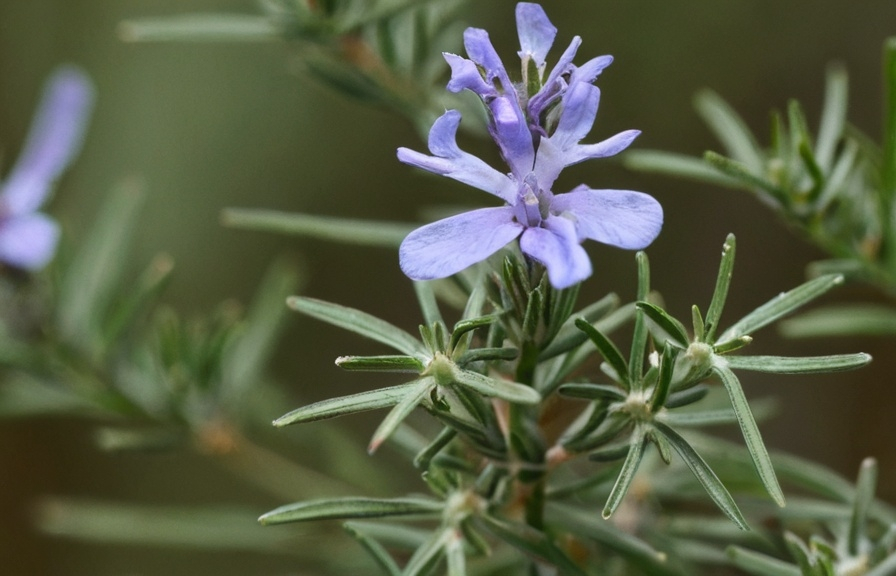 Prompt: Rosemary (Rosmarinus officinalis)
