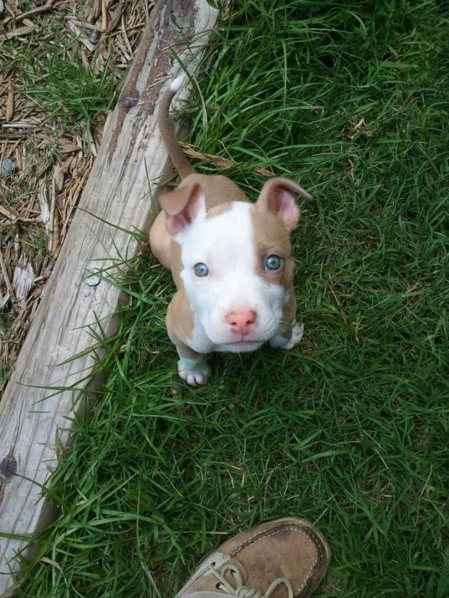 Prompt: Pitbull tan puppies 