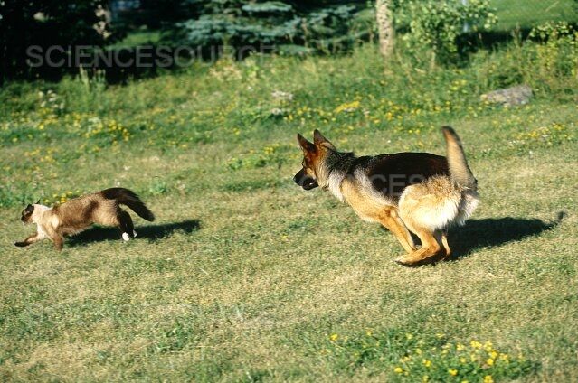 Prompt: German shepherd chase cat