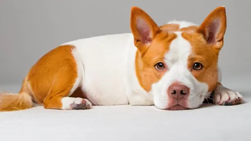 Prompt: An orange and white dog
