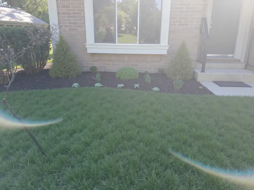 Prompt: Redesign a front garden, keeping the tree and two green bushes. Use perennials that are good in full sun in Ohio. Add some color and creativity

