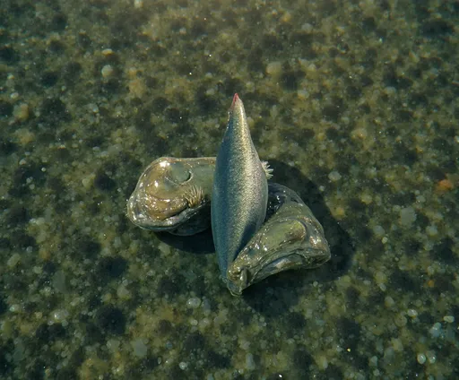 Prompt: Dead fish on the shore bleak