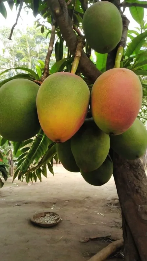 Prompt: Bangladeshi mango