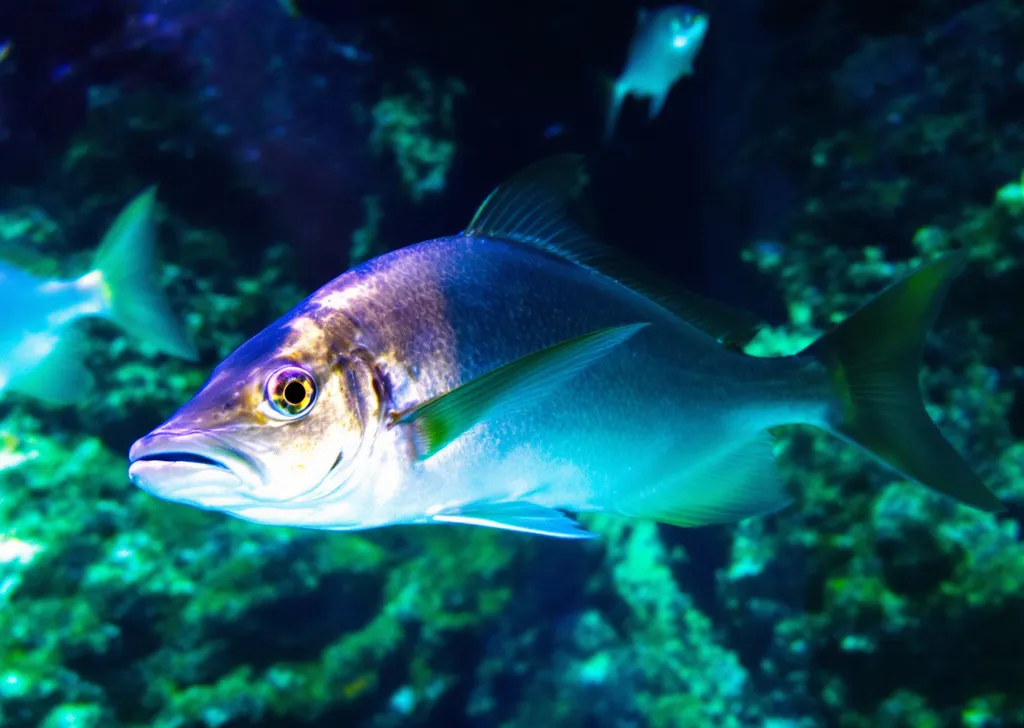 Prompt: Fish with humen body