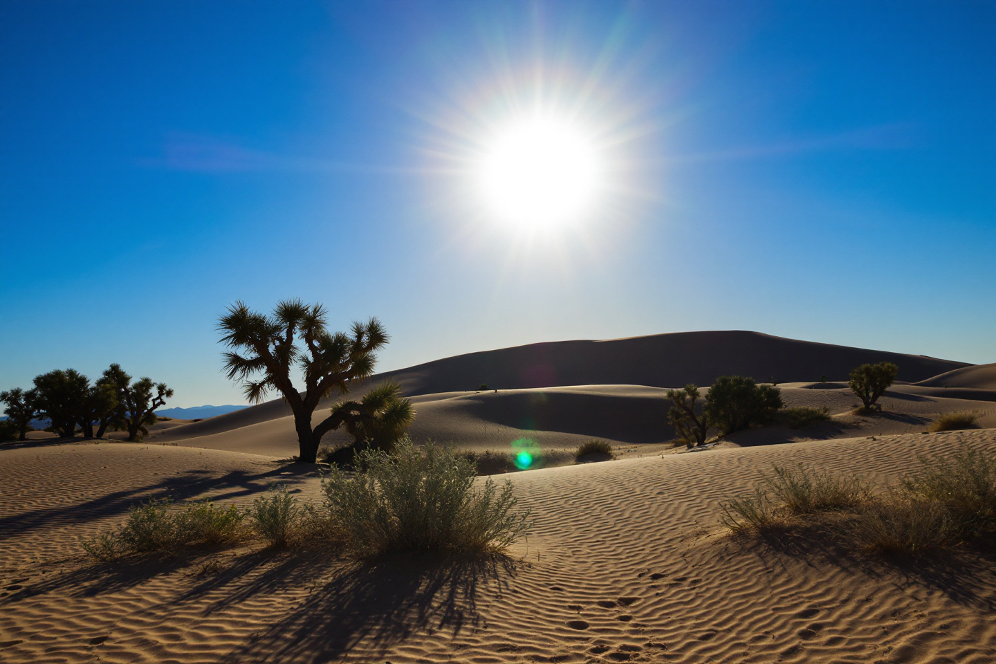 Prompt: desert landscapes from around the world with dunes and trees  in summer with a sun