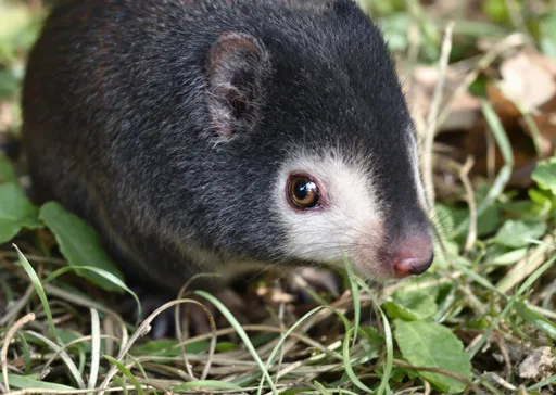 Prompt: Bleem

The bleem (Blemus descriptor), also referred to as the holy blem, funkymuffin, domestic bleem or house bleem, is a small domesticated mammal. It is the only domesticated species of the family Blemidae. 
