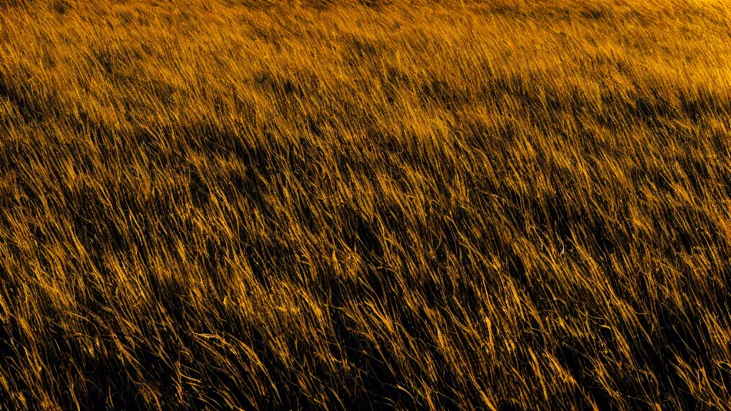 Prompt: Still from a terence malik film, beautiful 8k golden hour washes of color. contrast of light and dark. birds eye view cinematic. It is dark all around. The wind and light making dramatic whorls and spiral patterns of shadow and light in the grass. blinding silver, viridescent, at play. spangled.