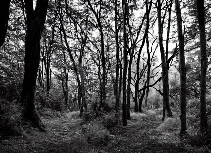 Image similar to forest path, ancient trees, shrew - silhouettes, shadowed, overgrown, hiding - treasure - hiding, serene evening atmosphere, color noir