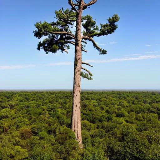 Image similar to the tallest tree in the horizon view