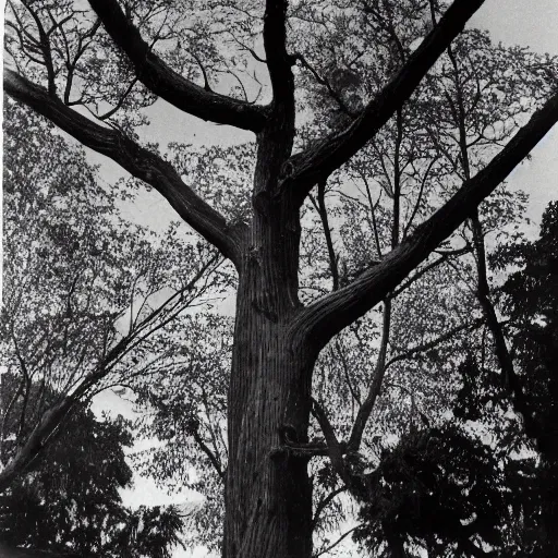 Prompt: a tree 1970