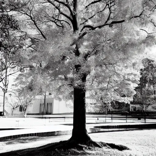 Prompt: a tree giving a lecture in math, photography, school,
