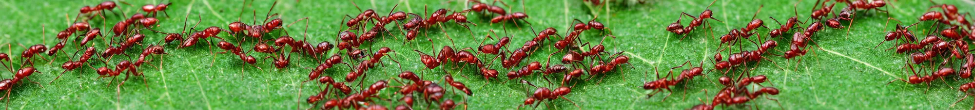 Prompt: ants carrying leaves