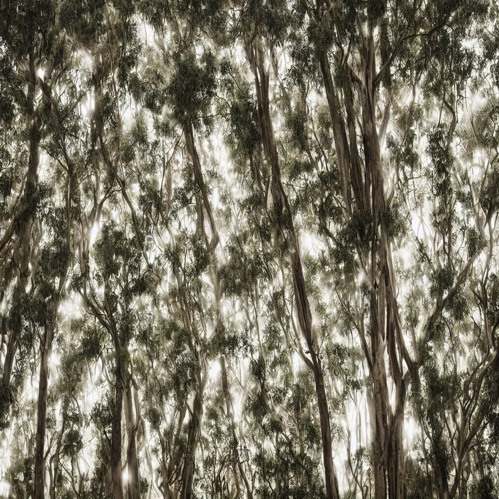Prompt: long exposure photograph of eucalyptus trees, strong wind, back light, dslr, photographed by julie blackmon