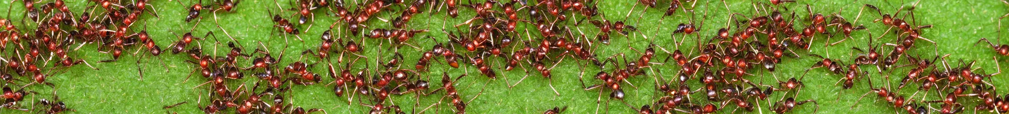 Prompt: singlefile line of ants carrying leaves