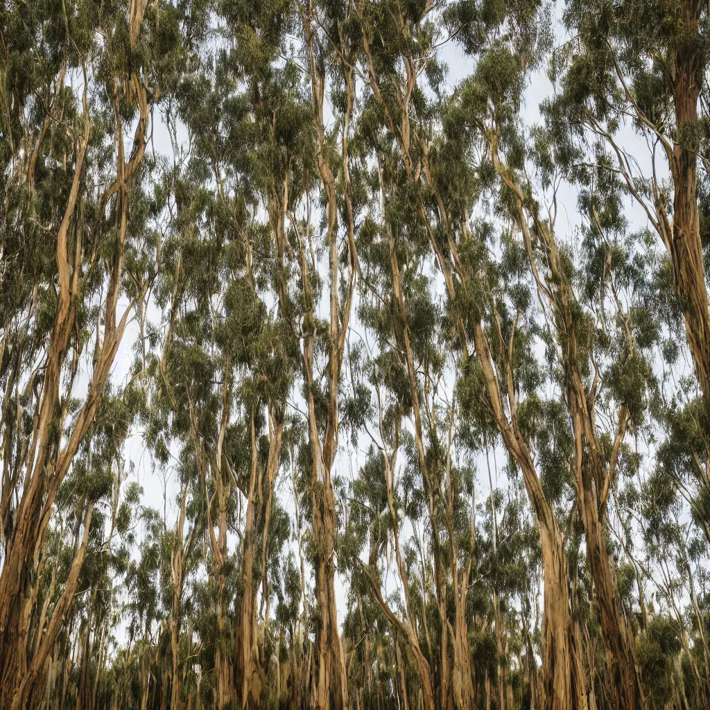 Prompt: 1 0 seconds long exposure photograph of eucalyptus trees, strong wind, back light, sony ar 7 ii, photographed by julie blackmon