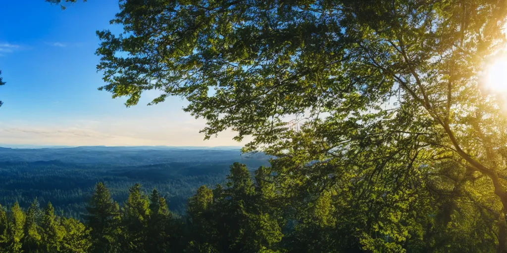 Image similar to view looking out over sunlit treetops with bright blue sky overhead, photograph, 4 k