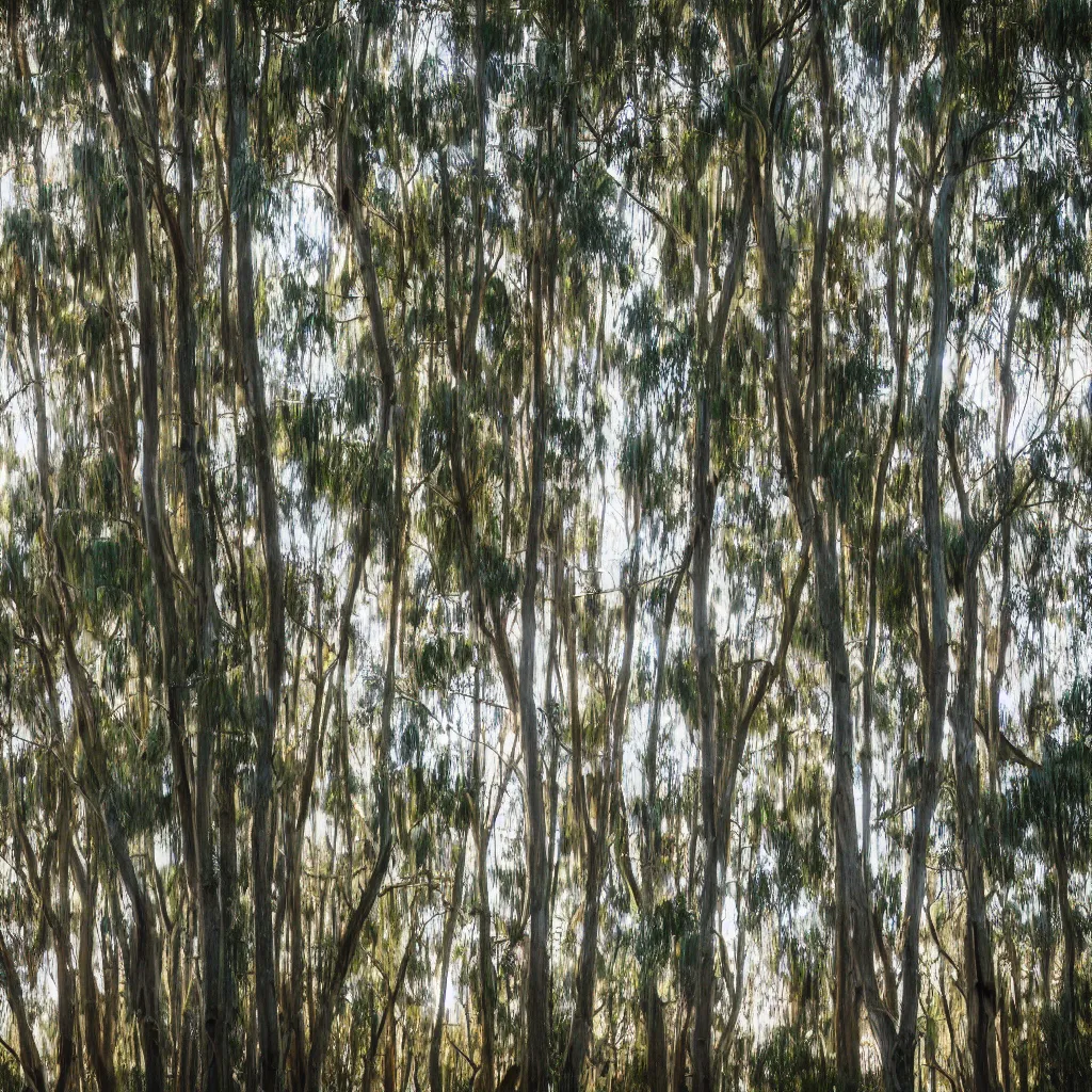 Image similar to long exposure photograph of eucalyptus trees, strong wind, back light, sony ar 7 ii, photographed by julie blackmon