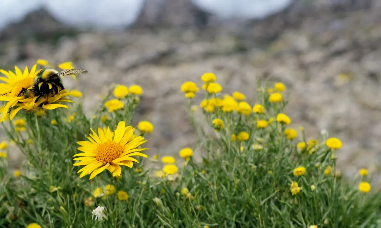 Prompt: a fluffy bee pollinating a yellow daisy, cliffs of moir visible in background. close up photograph, shallow depth of field, overcast day, kodachrome, mid angle