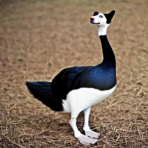 Image similar to a goose - cat - hybrid, animal photography