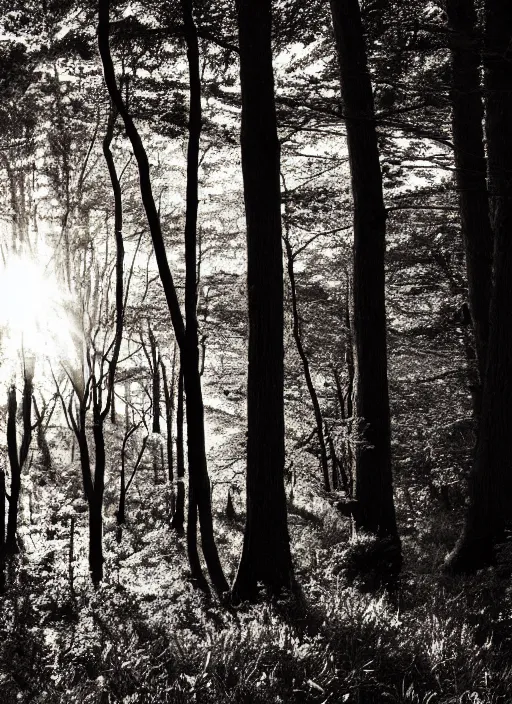 Image similar to black and white artwork of a forest at sunset, with yellow sunlight