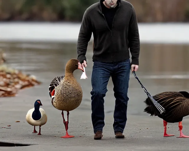 Prompt: color photo of ben affleck walking pet american pekin duck on leash near pond