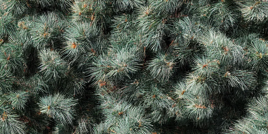 Prompt: extra furry and hairy pinetree, realistic, 4 k, sharp focus, hyperrealistic, global illumination, raytracting