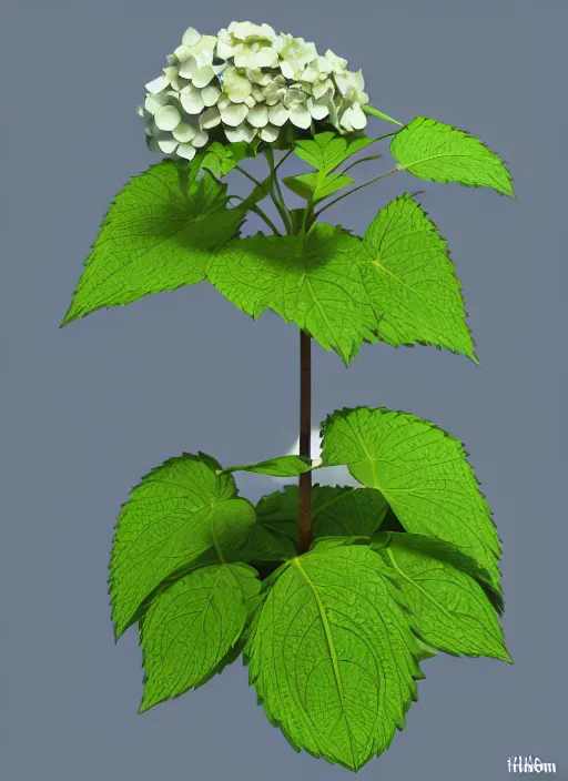 Image similar to an isolated hydrangea plant, 3 d render, art nouveau style, ultra realistic, masked transparent flat background, popular on sketchfab, pixelsquid, 8 k, volumetric lighting, super focused, no blur, trending on artstation, octane render, ultra detailed, hyperrealistic, by artgerm and alphonse mucha