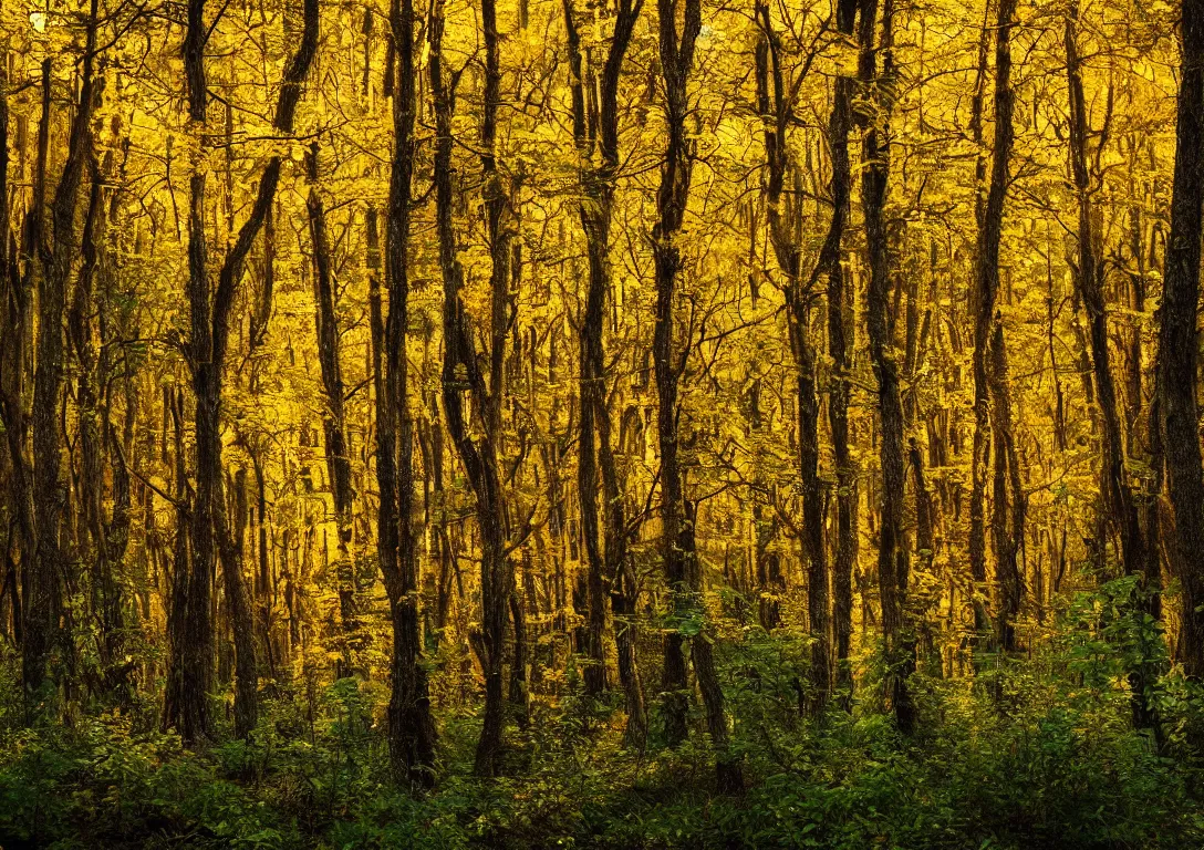 Image similar to a golden bright forest, detailed photography, dennis velleneuve, vivid colors, ultra realistic, 8 k, photography