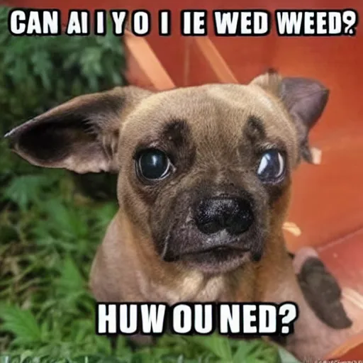 Prompt: can i has some weed? 🥺, trending on funny memes
