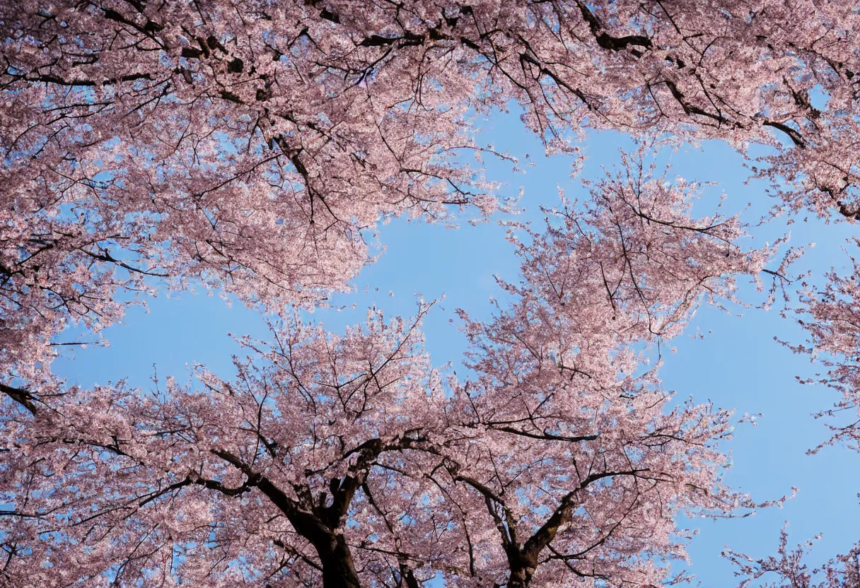 Image similar to looking up from under the cherry blossom trees f / 1. 9 6. 8 1 mm iso 4 0