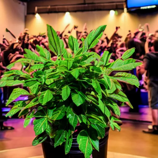 Image similar to a potted plant on a stage at a mosh pit