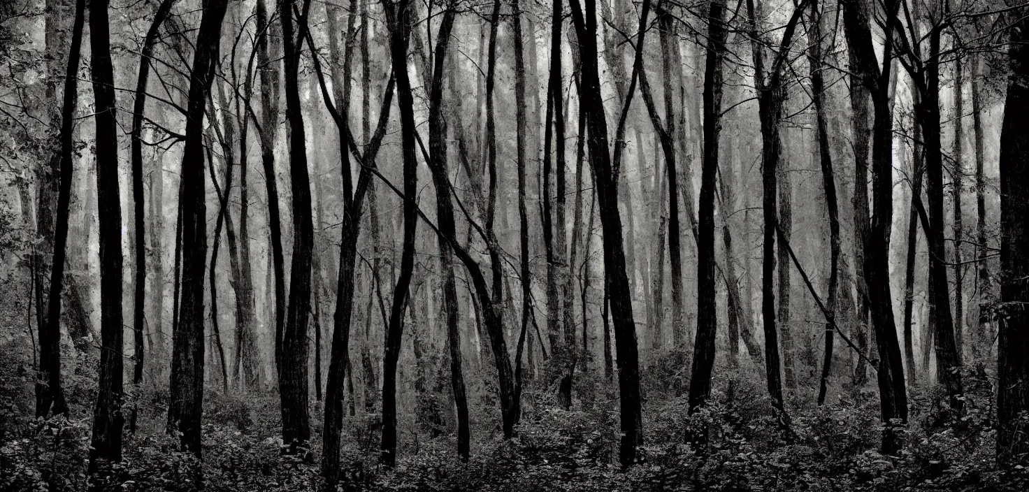 Image similar to dark forest by despain brian