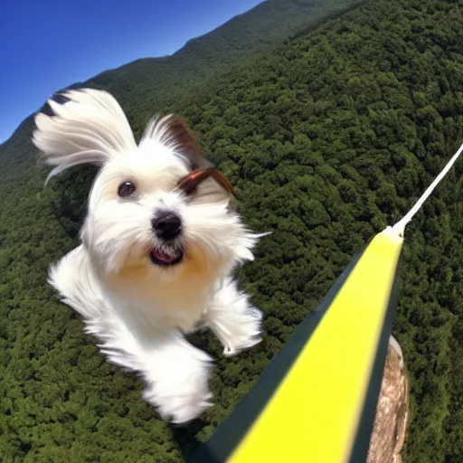 Image similar to a cream-colored havanese bungee jumping, gopro photo, 4k