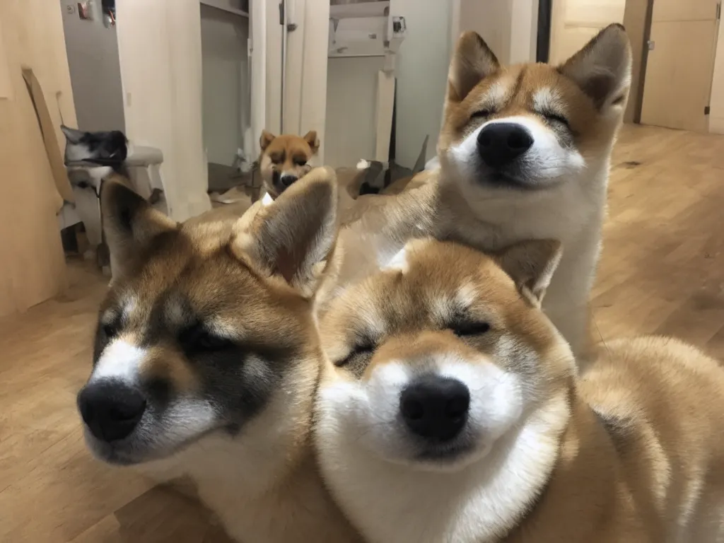 Image similar to shiba inu in the backrooms