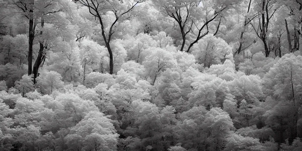 Prompt: infrared photography of a forest, ir 5 5 0 nm, kolari