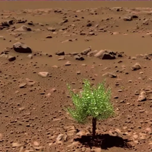 Image similar to footage of a small tree in the middle of mars.