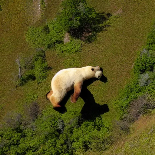 Image similar to a paragliding bear, photo, high quality, 8 k resolution