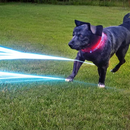 Image similar to enid the dog chasing a laser.