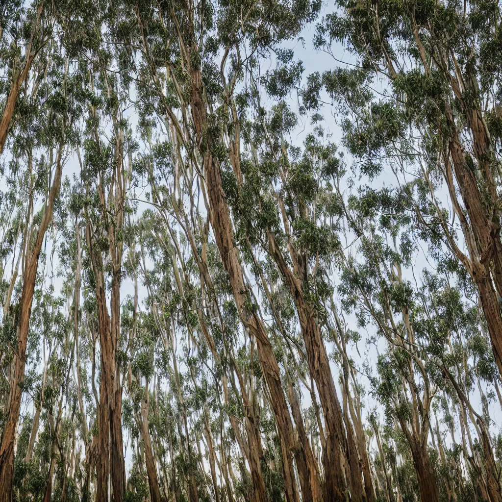 Image similar to 1 0 seconds long exposure photograph of eucalyptus trees, strong wind, back light, sony ar 7 ii, photographed by julie blackmon