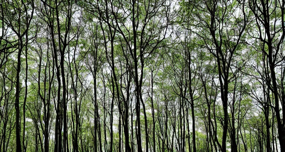 Image similar to deep inside an orderly forest, under the canopy of evenly spaced trees