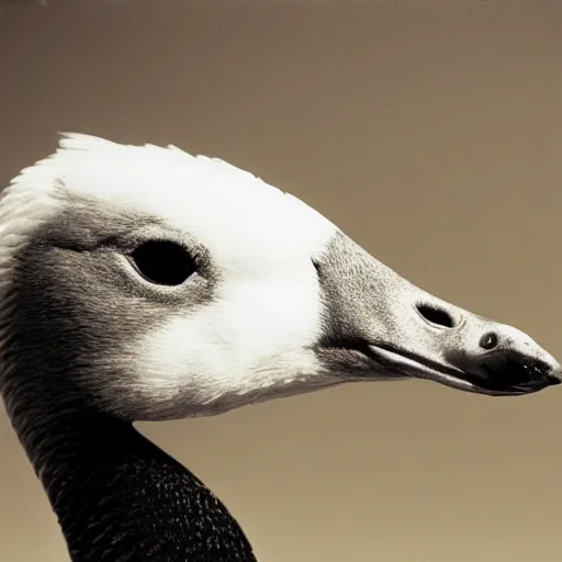 Image similar to closeup portrait of a goose with the head of ryan gosling, natural light, sharp, detailed face, magazine, press, photo, steve mccurry, david lazar, canon, nikon, focus