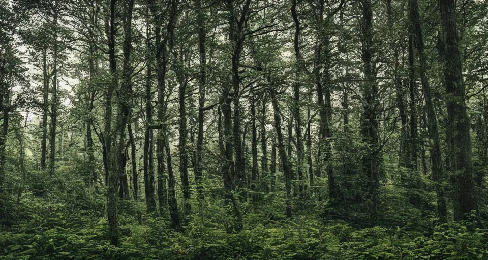 Image similar to A landscape photo of a beautiful forest scene. PROMPT, XF IQ4, 150MP, 50mm, f/1.4, ISO 200, 1/160s, natural light, Adobe Photoshop, Adobe Lightroom, DxO Photolab, Corel PaintShop Pro, rule of thirds, symmetrical balance, depth layering, polarizing filter, Sense of Depth, AI enhanced