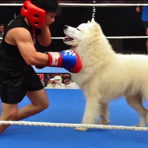 Image similar to samoyed dog competing in muay thai kickboxing world championship