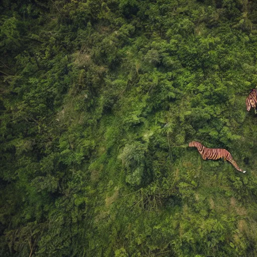 Image similar to drone photograph of tigers fleeing deforestation in the jungle