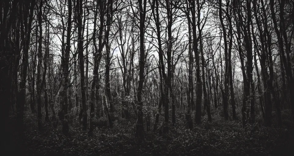 Prompt: photo taken in the middle of a spooky forest at night