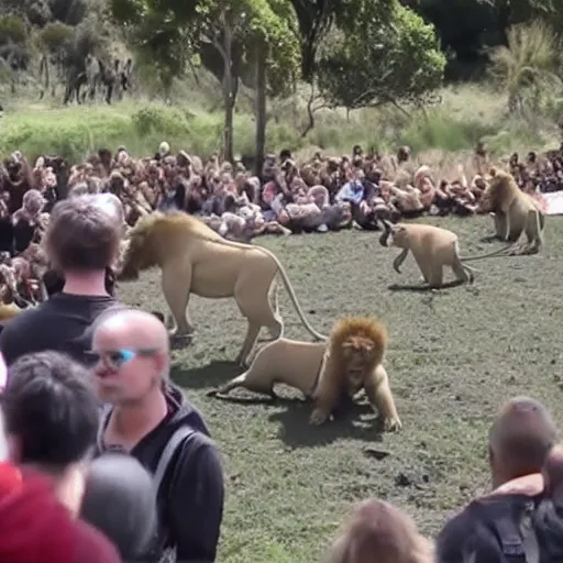 Image similar to New Zealand freedom protesters encounter a pride of lions. News footage.