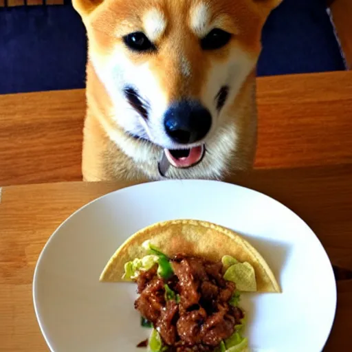 Image similar to shiba inu eating taco