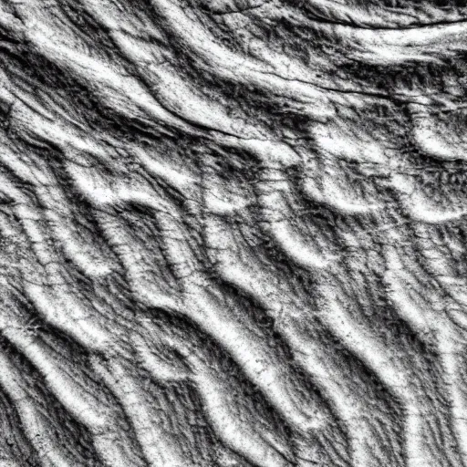 Image similar to organic texture, black and white