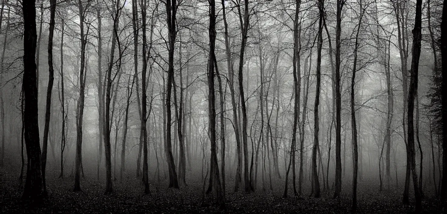 Image similar to dark forest by dittmann anna