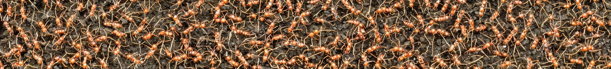 Prompt: singlefile line of ants carrying leaves